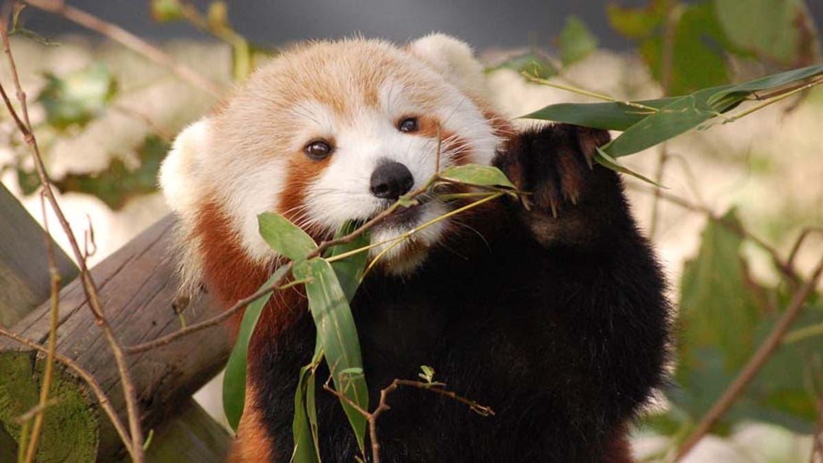 Red panda eating grass