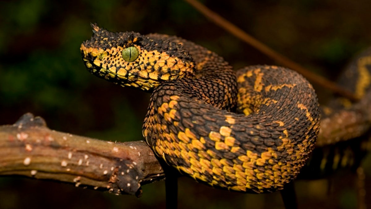 Tanzania New Snake