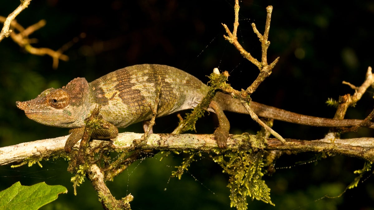 New chameleon