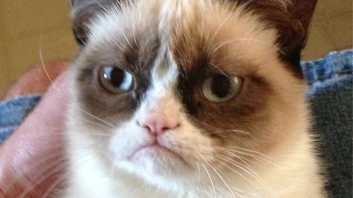 The world's grumpiest cat!