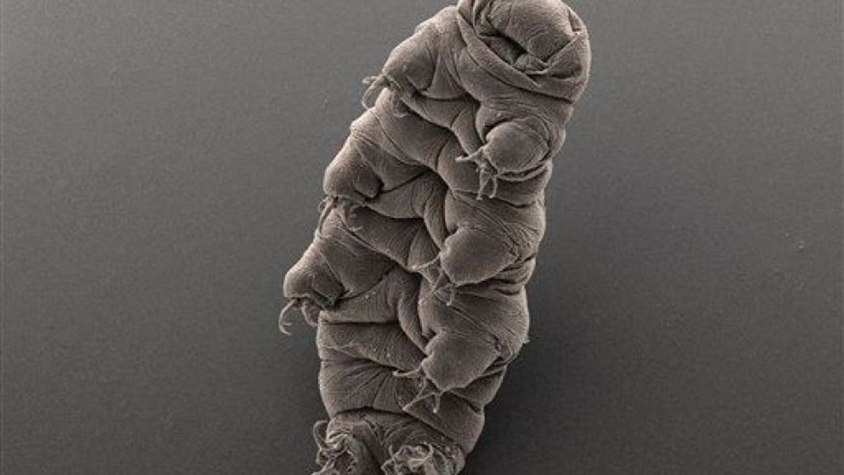 A tardigrade. (AP Photo/Bob Goldstein &amp; Vicki Madden, UNC Chapel Hill)
