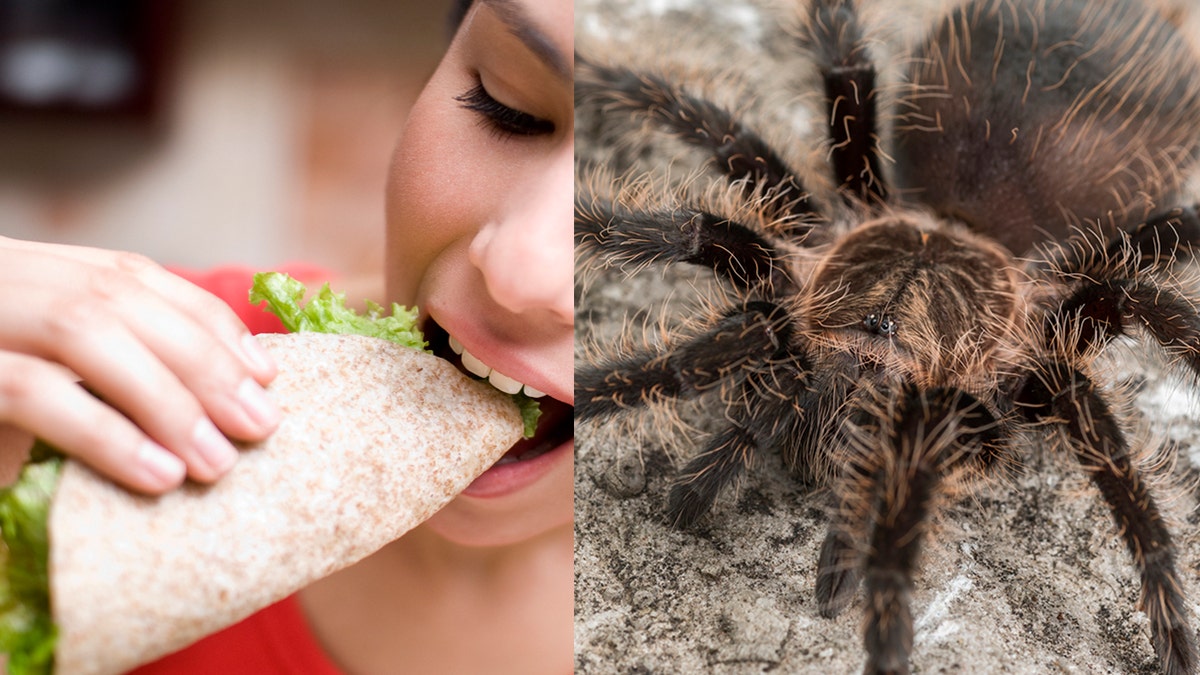 Tarantula taco