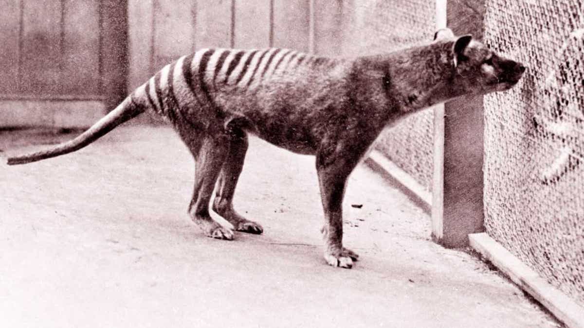 tasmanian tiger