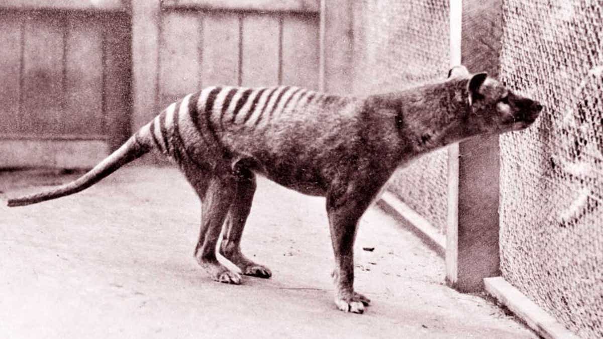 tasmanian tiger