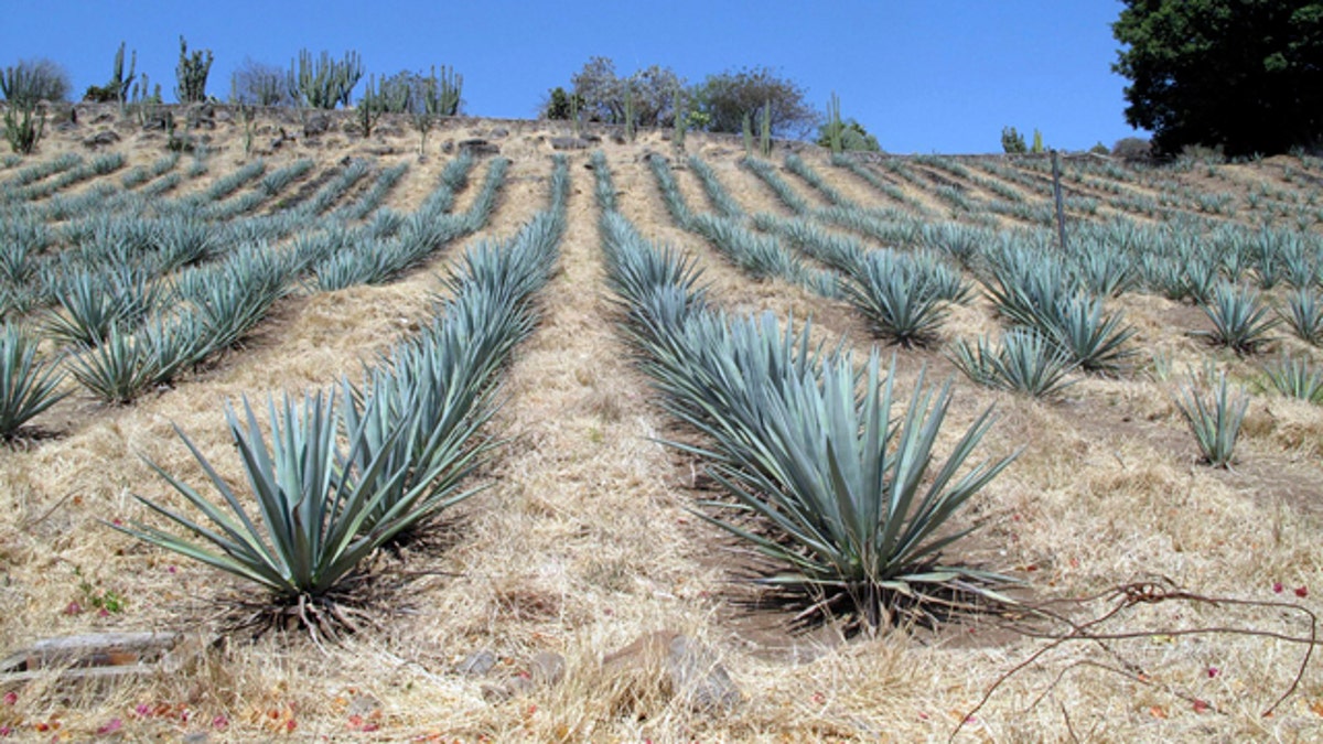 This April 2011 photo shows agave growing on a hillside at Destileria la Fortaleza in Tequila, Mexico. Agave takes from six to 12 years to mature before it is harvested and the spiny leaves removed for baking. Tequila consumption has increased 45 percent in the U.S. over the past five years. It&#39;s no wonder, then, that the country is waking up to the tourism power of tequila, the drink, and Tequila, the place _ the center of the farming region of the prickly Weber blue agave plants from which the spirit is distilled. (AP Photo/Tracie Cone)