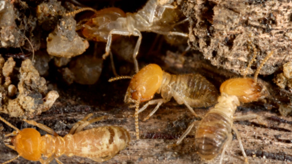 Worker Termites in Situ