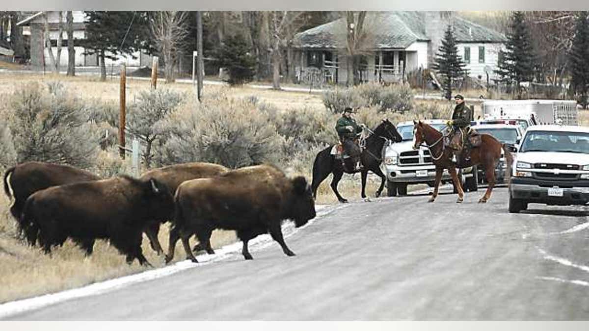 ** FILE ** Mounted Yellowstone National Park wranglers haze stray park bison off private land about seven miles north of Gardiner, Mont., Jan. 19, 2006. A new government report says clashing state and federal bureaucracies are hobbling efforts to stop the slaughter of bison leaving Yellowstone National Park -- even as the number of animals killed this year sets a new record. (AP Photo/The Livingston Enterprise, Garrett Cheen, File)