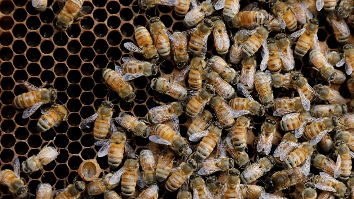 'Killer bees': Texas dogs die after attack from Africanized honey bees, reports say