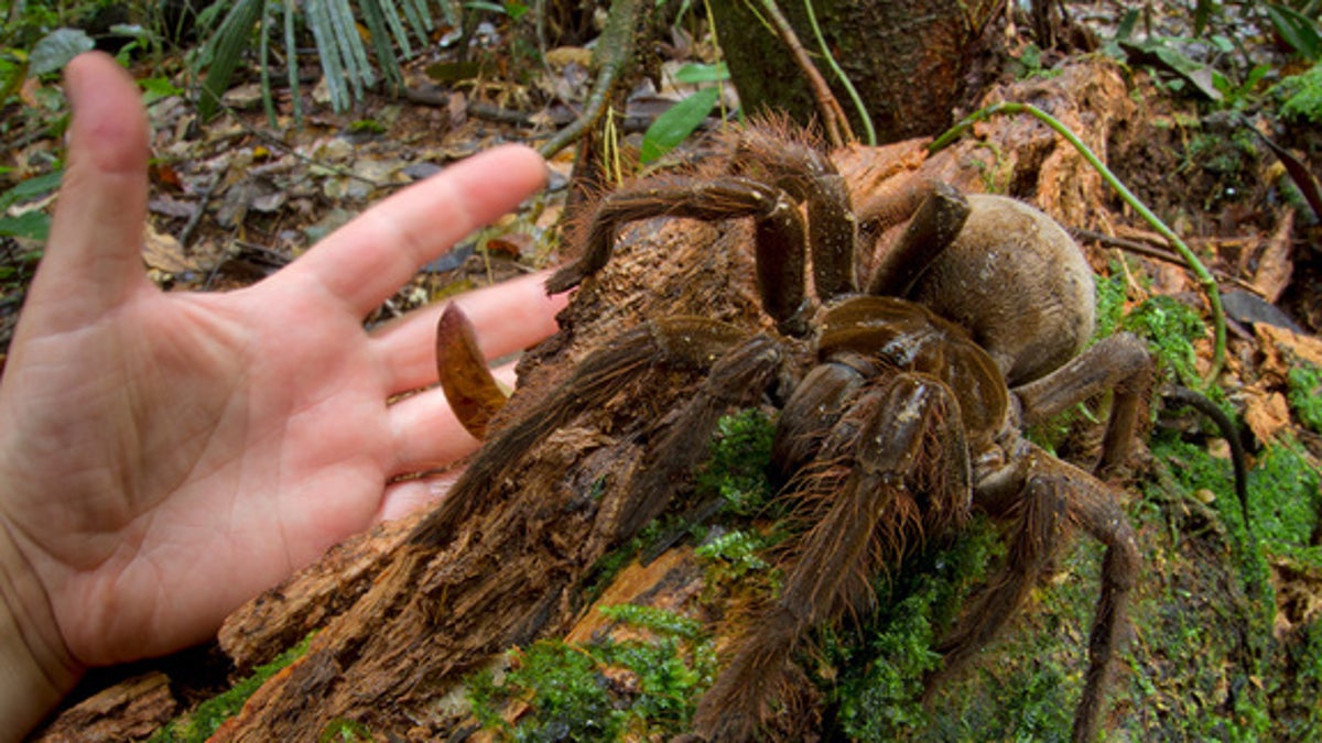 huntsman spider size comparison