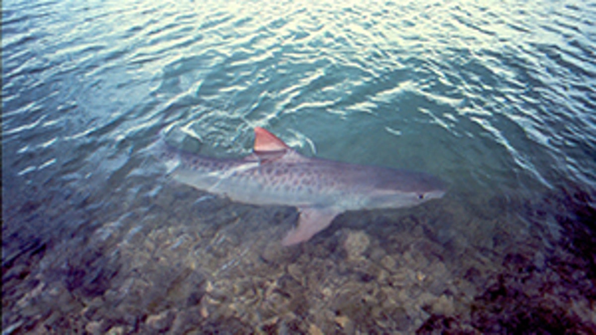 Tiger shark clearance watch