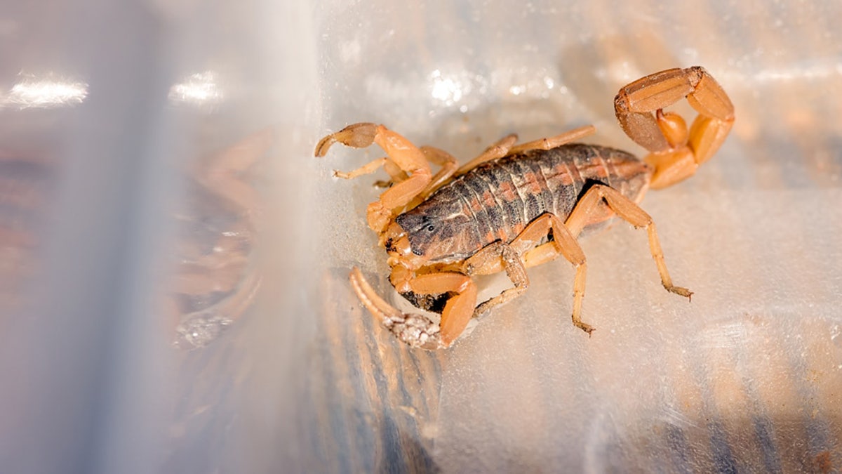 tiny scorpion istock