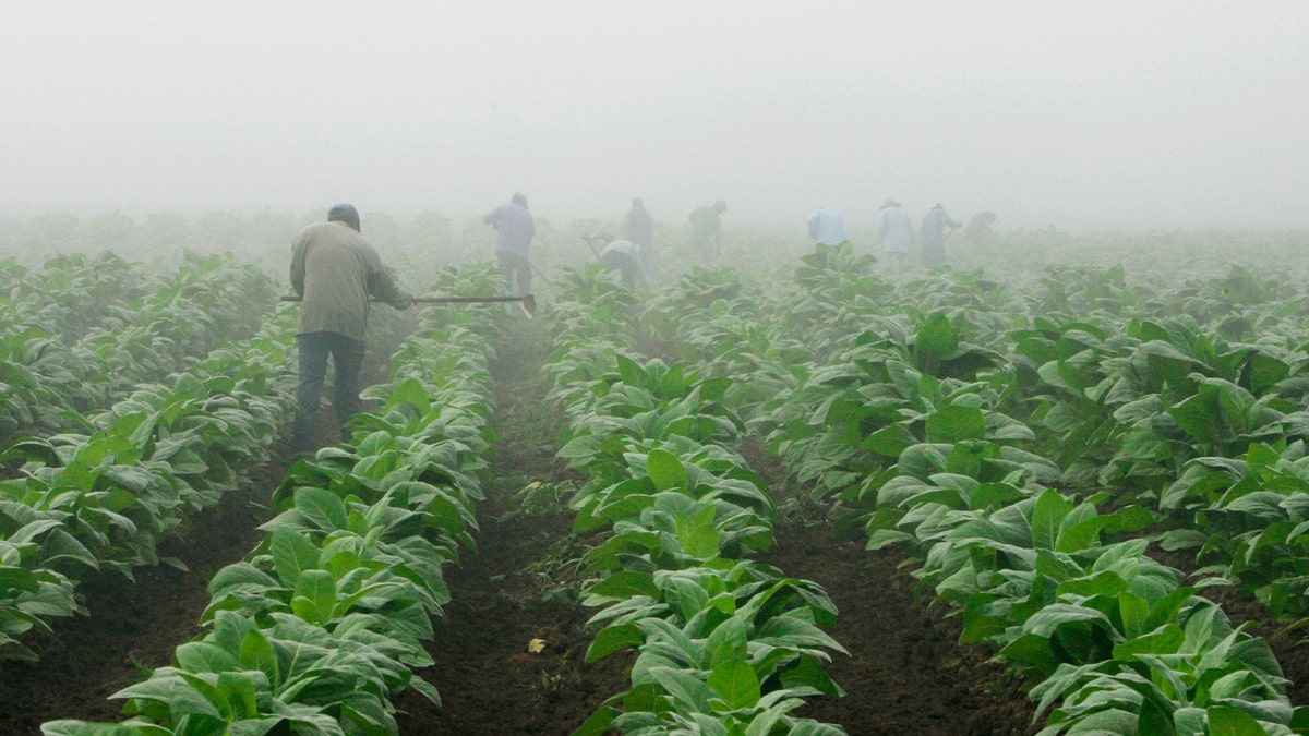 FILE - Farm workers make their way across a field shrouded in fog as they hoe weeds from a burley tobacco crop near Warsaw, Ky., early in this Thursday, July 10, 2008 file photo. You may have to be at least 18 to buy cigarettes in the U.S., but children as young as 7 are working long hours in fields harvesting nicotine- and pesticide-laced tobacco leaves under sometimes hazardous and sweltering conditions, according to a report released Wednesday May 14, 2014 by Human Rights Watch. (AP Photo/Ed Reinke, File)