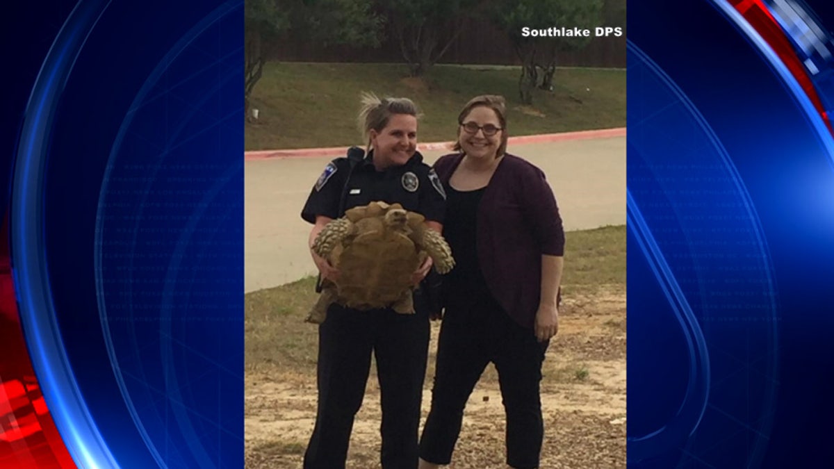 Tortoise found