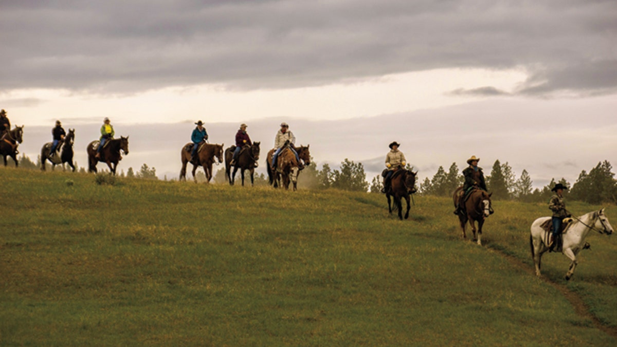 trail horse