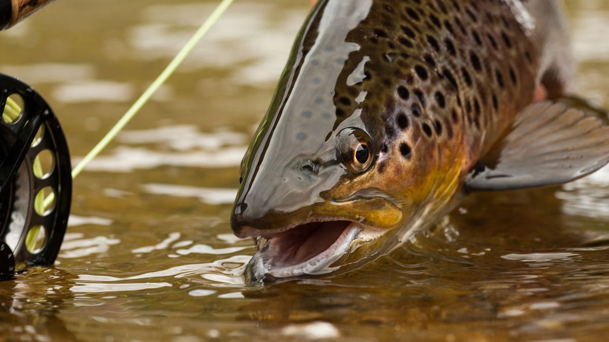 trout fishing istock