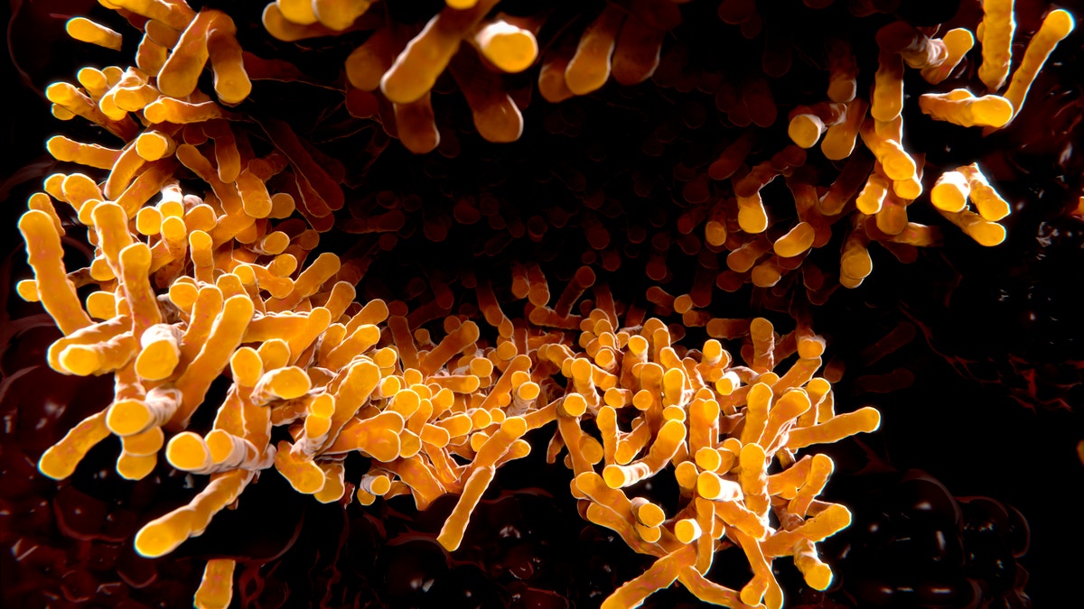 tuberculosis bacillus shown in microscope image