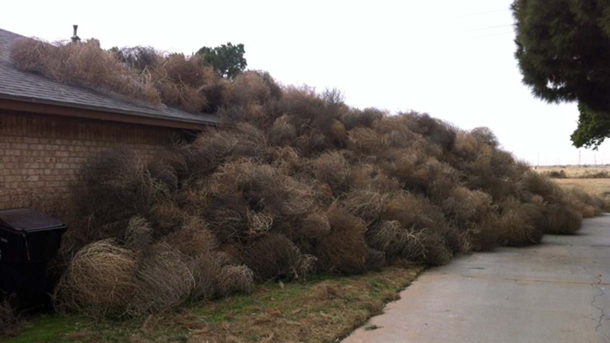 Odd Tumbleweeds