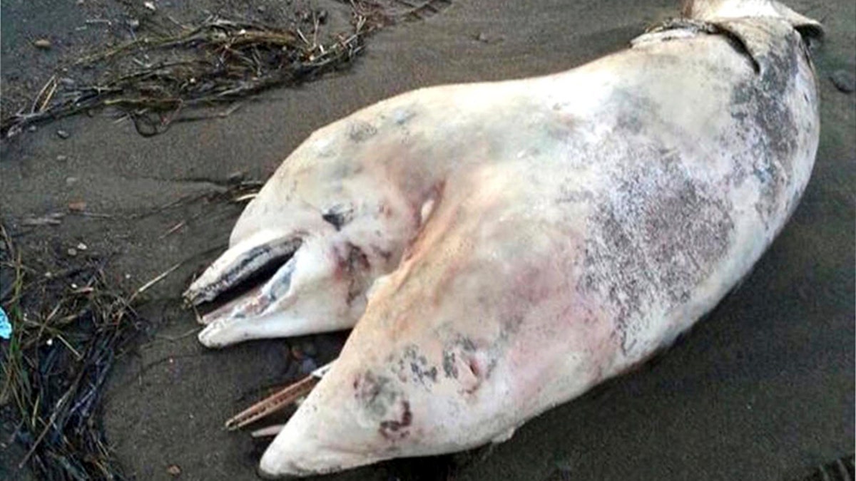 Turkey Conjoined Dolphin