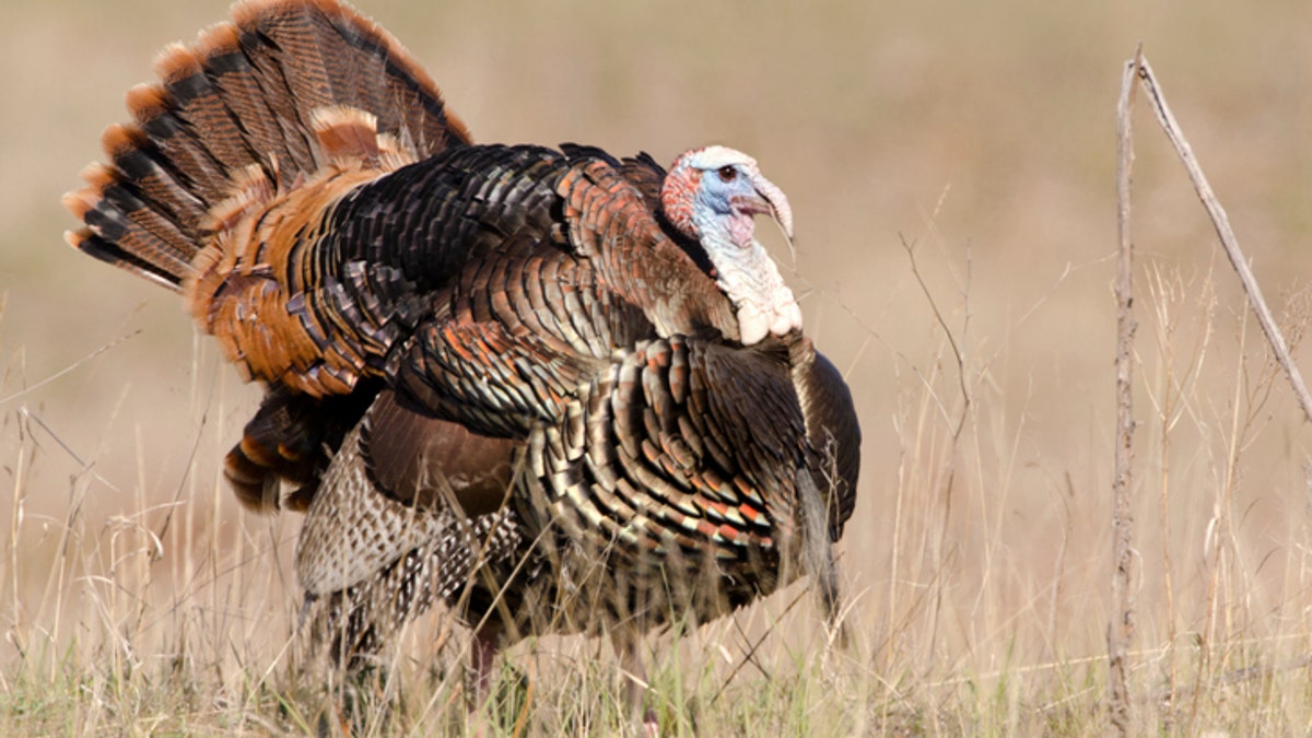 Wild Turkey - Male Tom displaying