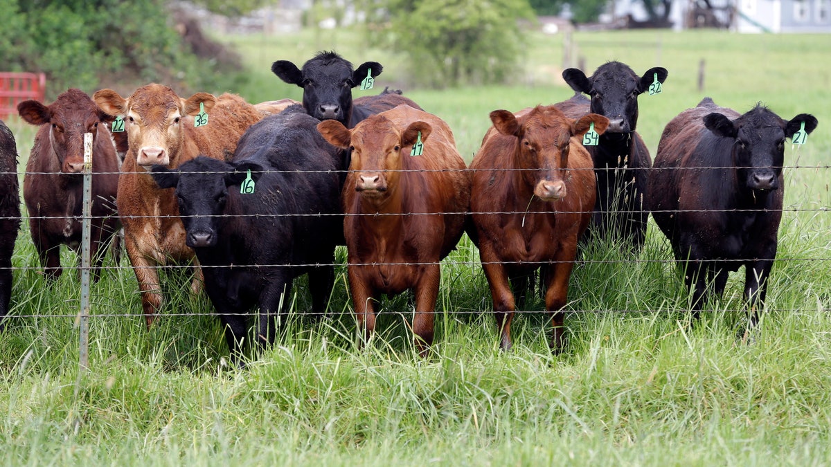 Food and Farm Livestock Antibiotics