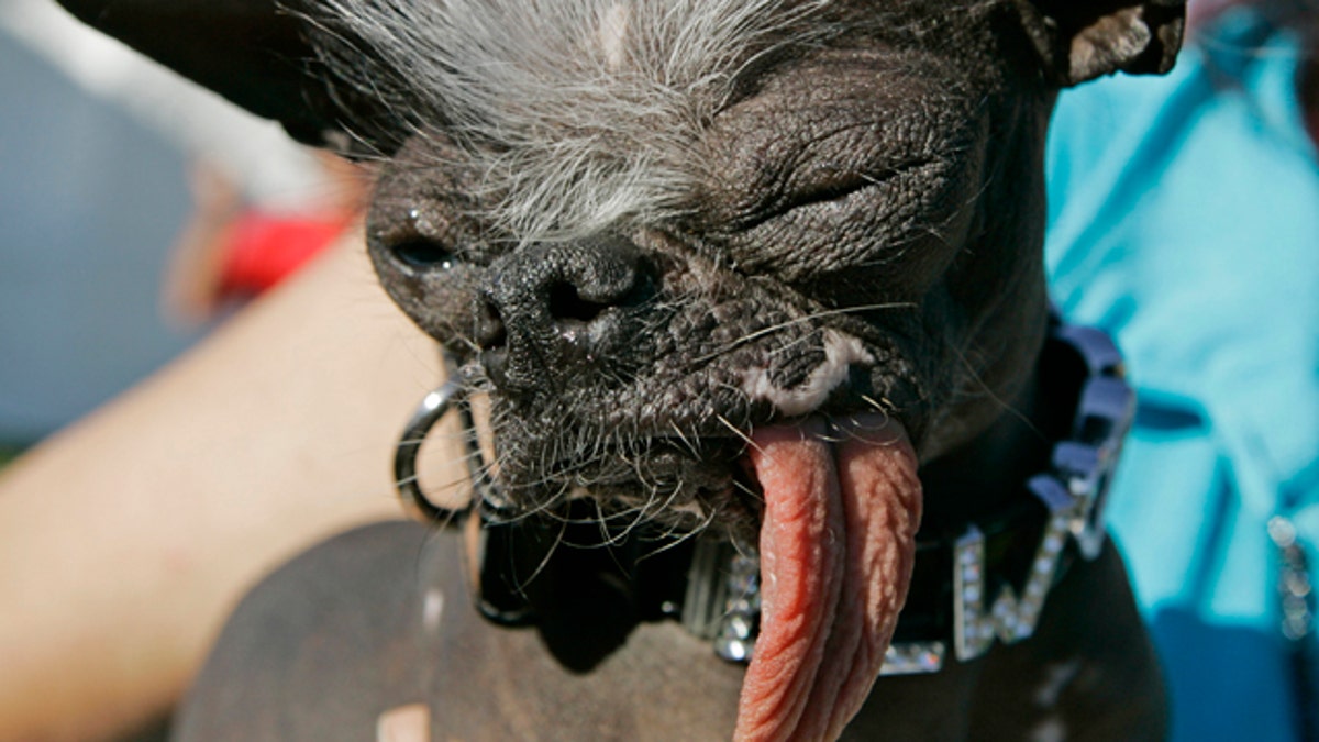 Obit Ugliest Dog