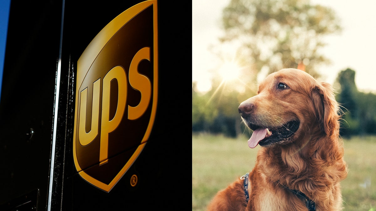 ups dog istock