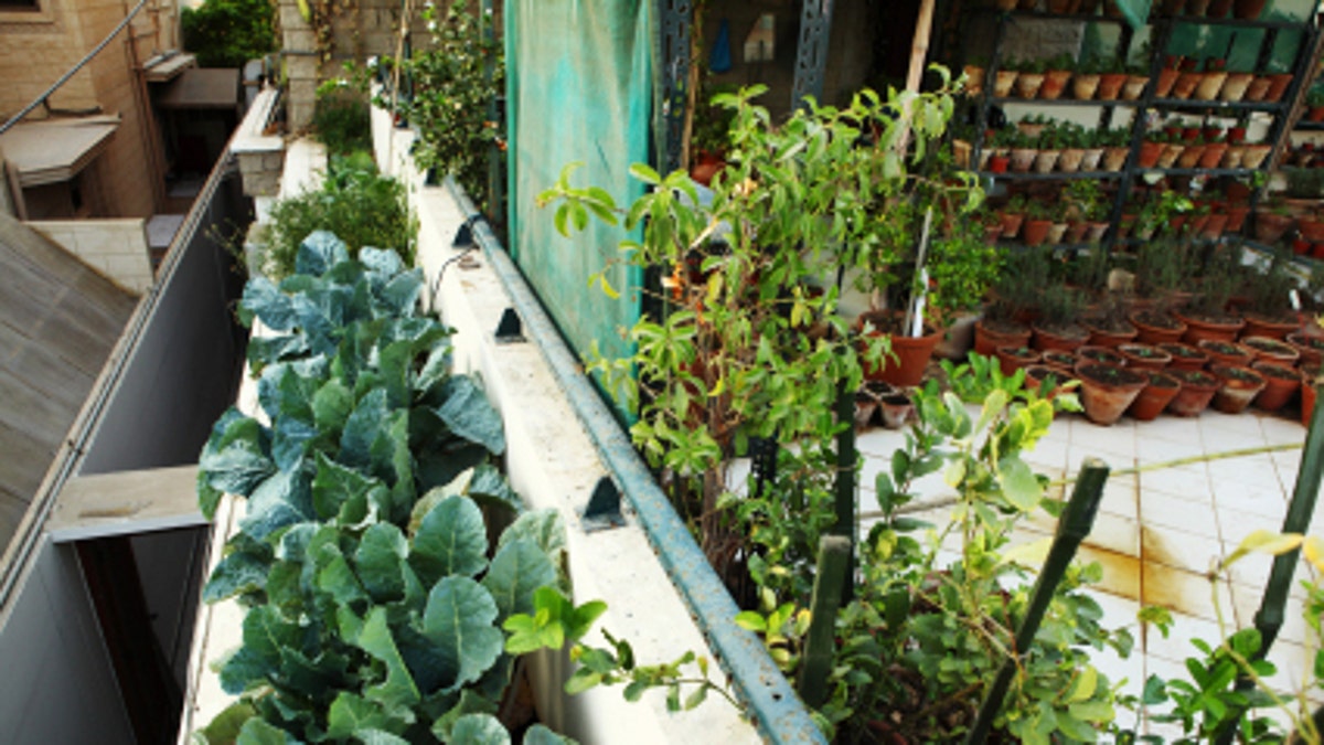 Broccoli in Urban Organic Vegetable and Herbs Garden over Balcony