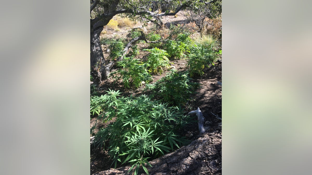 San Bernardino National Forest marijuana