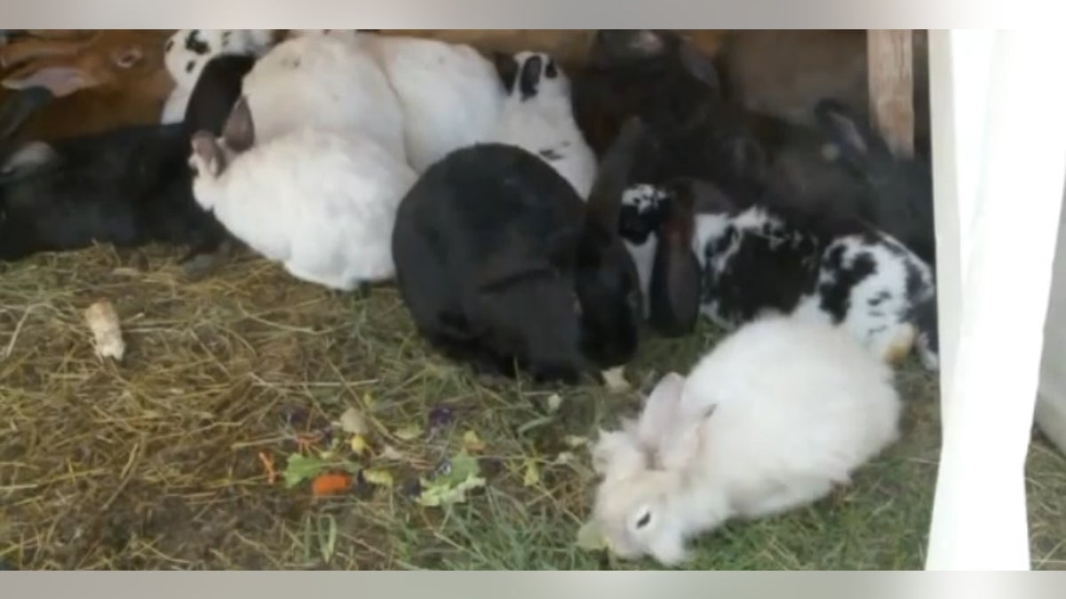 utah bunnies 726