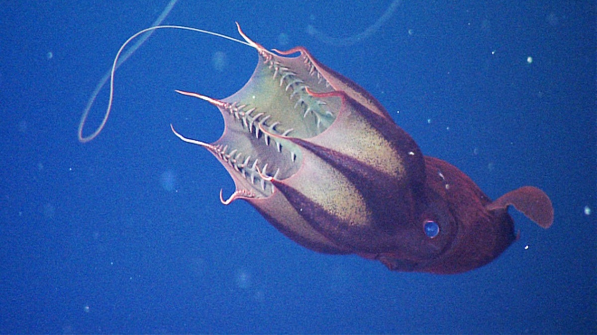 Vampire squid with feeding tentacle extended