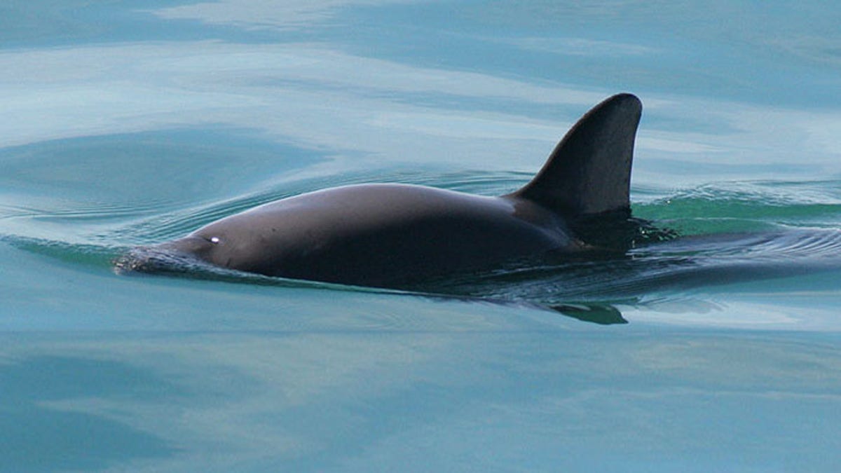 noaa-vaquita-mexico