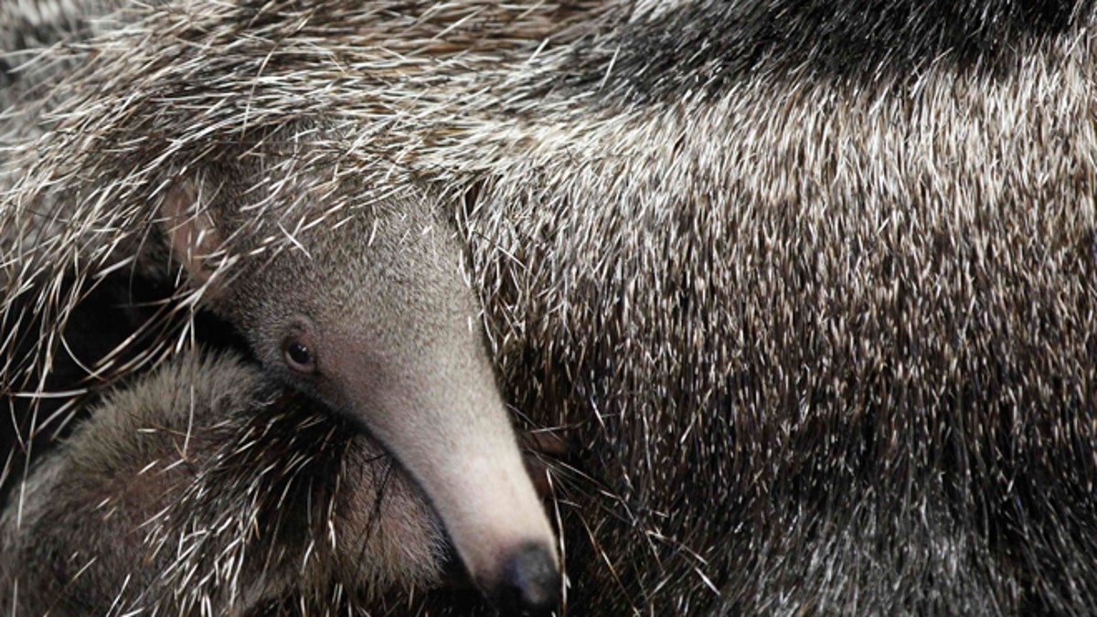 venezuela-anteater-crisis