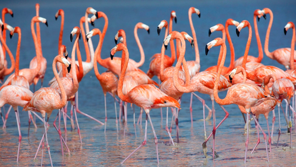 Flamingos stand in the waters of a wetland reserve in Celestun in Mexico's Yucatan Peninsula December 6, 2011. With the world's population of wild flamingos under threat from overdevelopment and illegal trade on the black market, the wetland reserve is thriving with thousands of the pink feathered creatures in search of an ideal winter habitat. According to the Caribbean Flamingo Conservation Program, the estimated 45,000 flamingos that call Mexico's Yucatan state home are an integral part of the travelling bird's regional metapopulation that stretches as far as the Caribbean islands. Picture taken December 6, 2011     REUTERS/Victor Ruiz Garcia (MEXICO - Tags: ENVIRONMENT ANIMALS TPX IMAGES OF THE DAY) - RTR2V26W