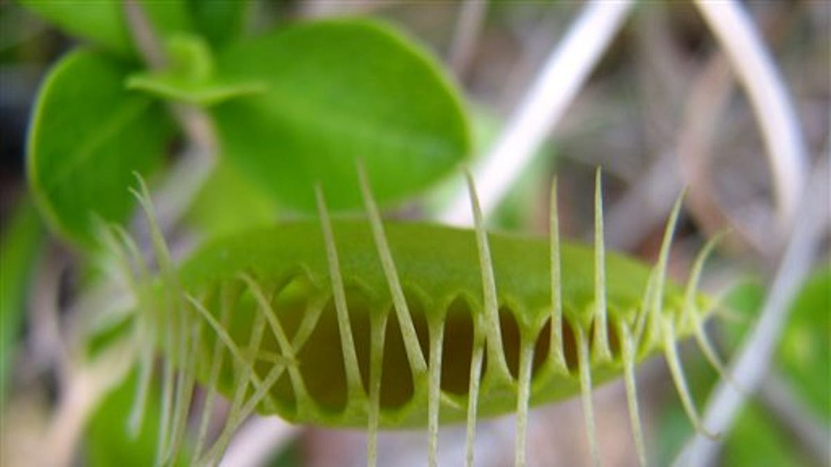 Venus Flytrap Arrests