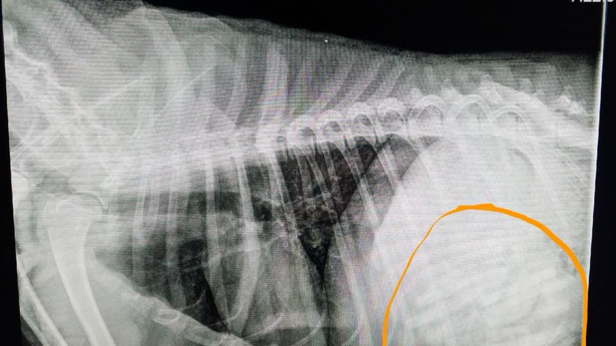 vet xray