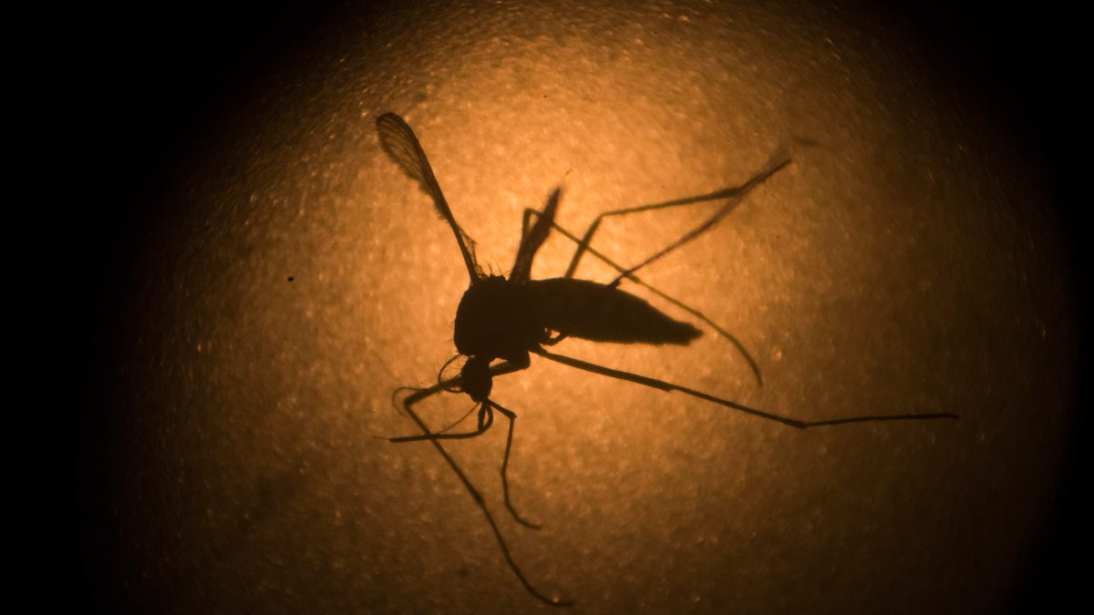 zika_mosquito_aedes_ap