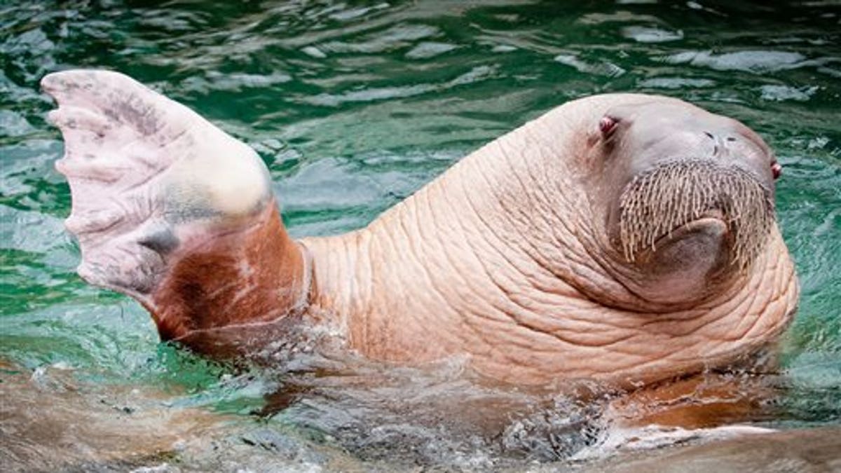 Zoo Walrus Dies