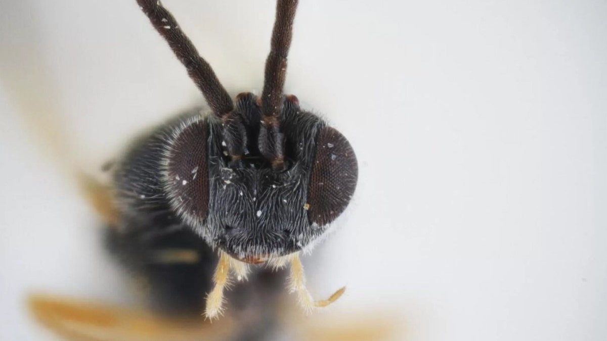 wasp laying eggs