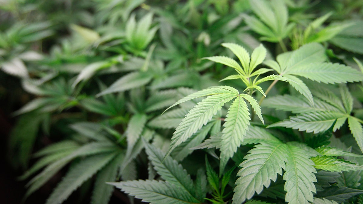 In this Jan. 1, 2018 photo, marijuana plants are for sale at Harborside marijuana dispensary in Oakland, Calif. Attorney General Jeff Sessions is going after legalized marijuana. Sessions is rescinding a policy that had let legalized marijuana flourish without federal intervention across the country. That's according to two people with direct knowledge of the decision. (AP Photo/Mathew Sumner)