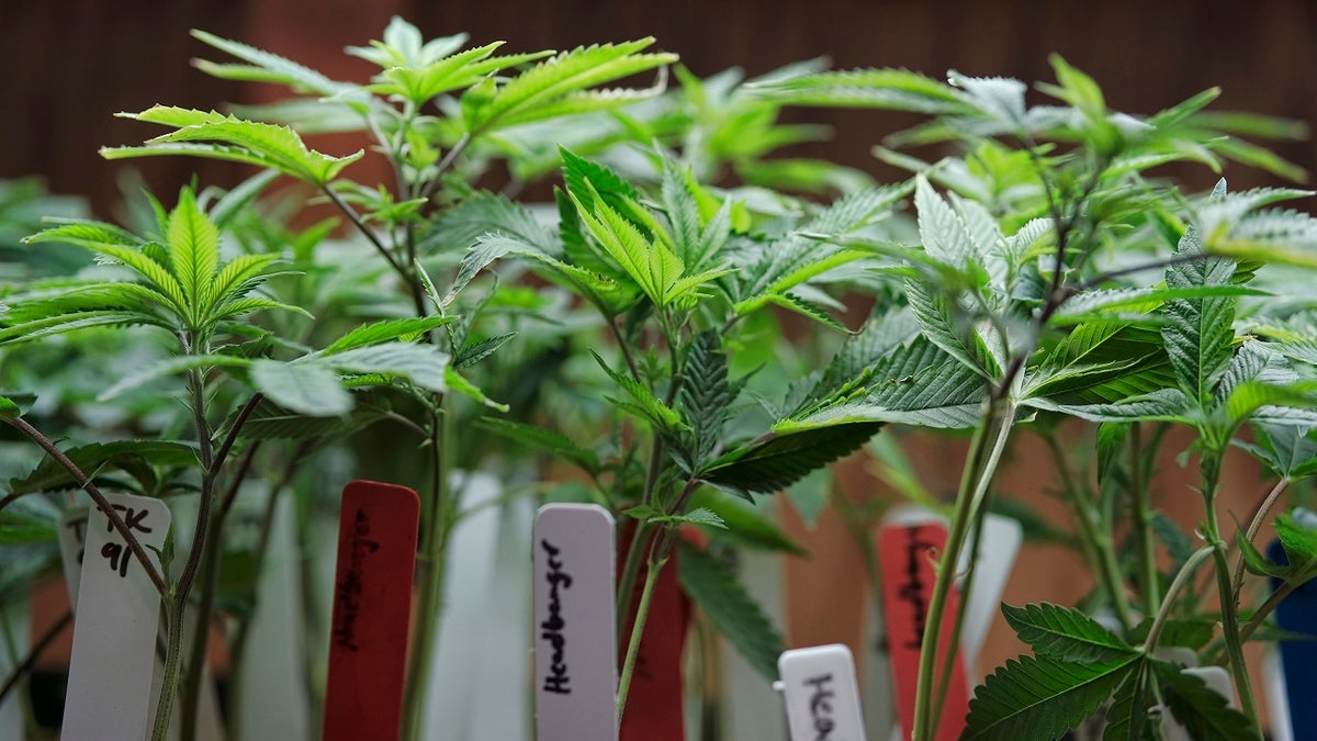 FILE - In this April 15, 2017, file photo marijuana plants are displayed for sale at the ShowGrow dispensary, a medical marijuana provider downtown Los Angeles. California on Monday, Jan. 1, 2018, becomes the nation's largest state to offer legal recreational marijuana sales. In general, the state will treat cannabis like alcohol, allowing people 21 and older to possess up to an ounce of pot and grow six marijuana plants at home. Voters approved legalization in 2016. (AP Photo/Richard Vogel, File)