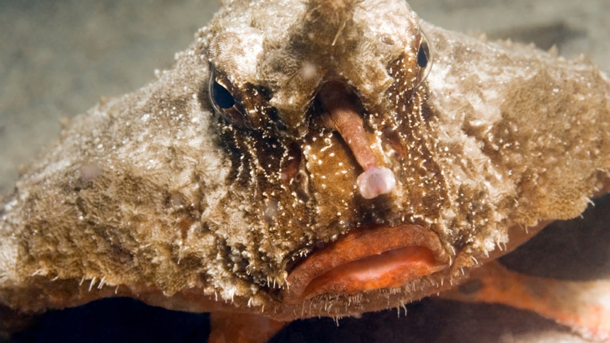 BATFISH