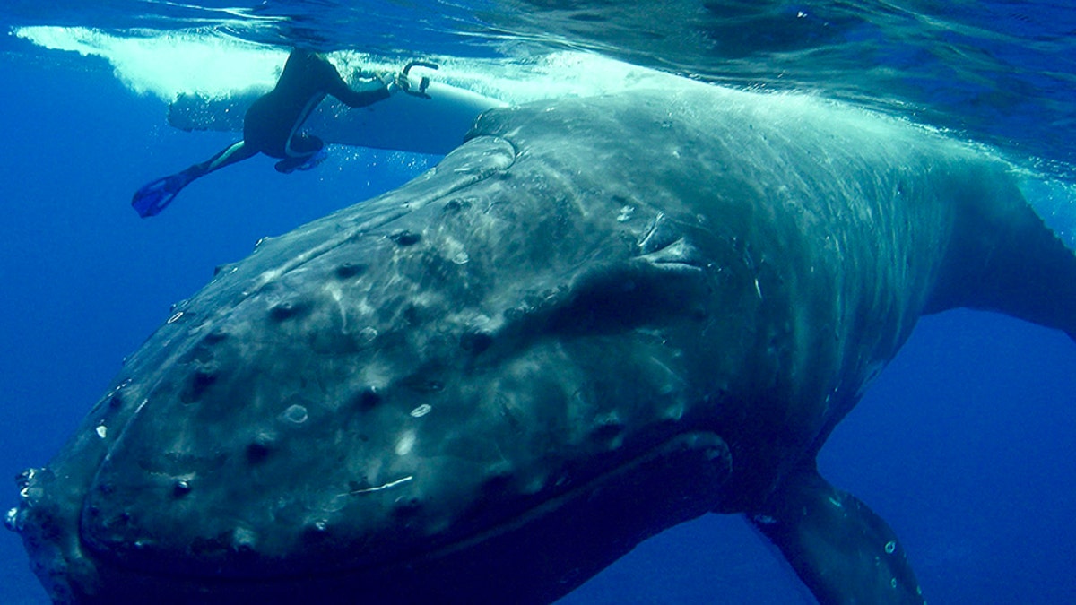 Hero whale saves snorkeler from tiger shark in the Pacific Ocean