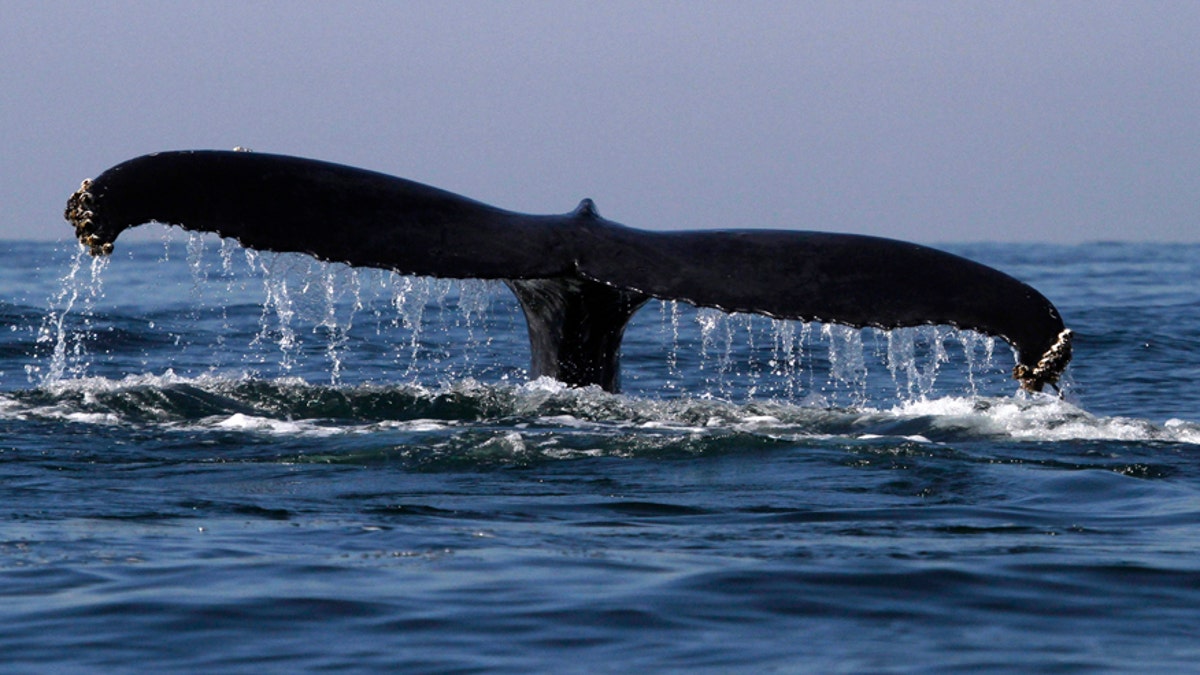 File photo - a humpback whale is seen near the coast of Mazatlan January 17, 2012.