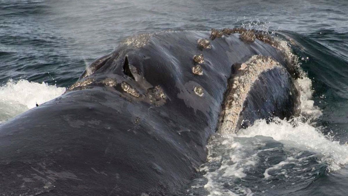 WhaleBeringSea