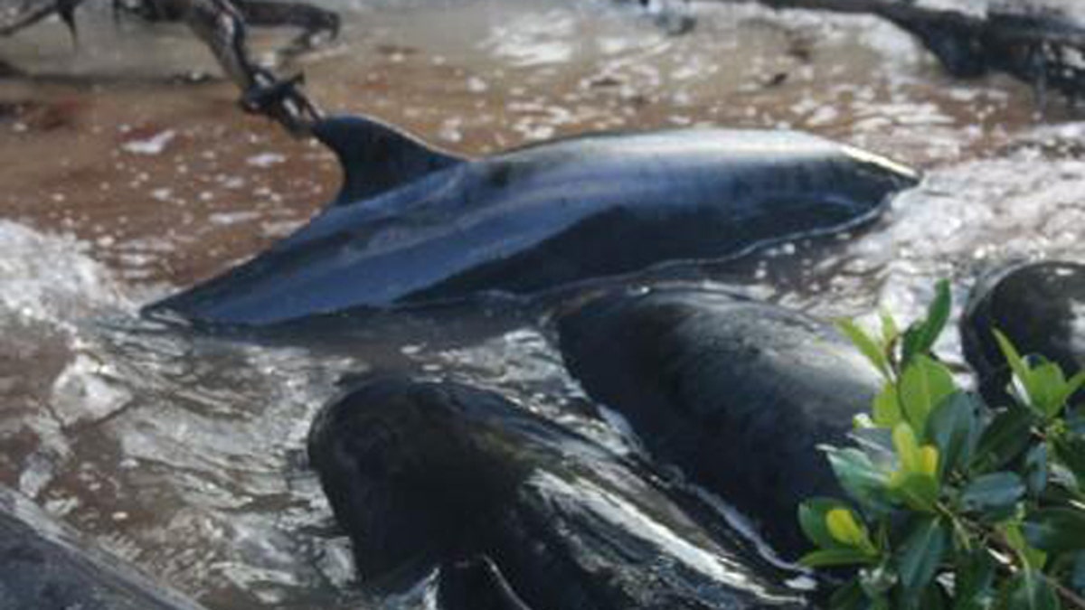 noaawhalestranding