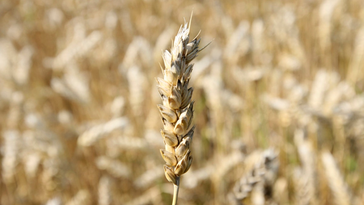 Britain Cracking Wheats Code