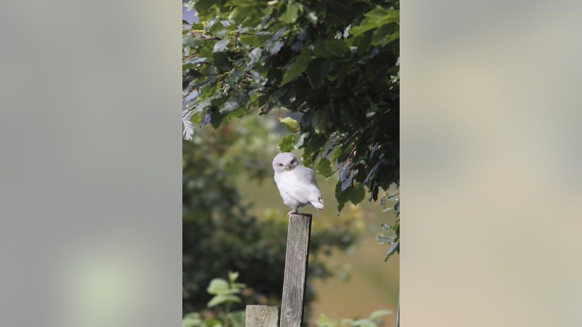 white owl