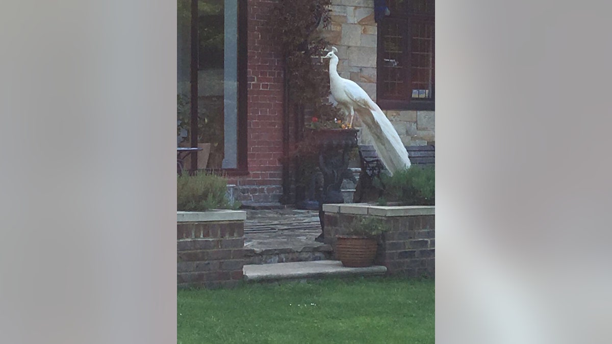 white peacock 3