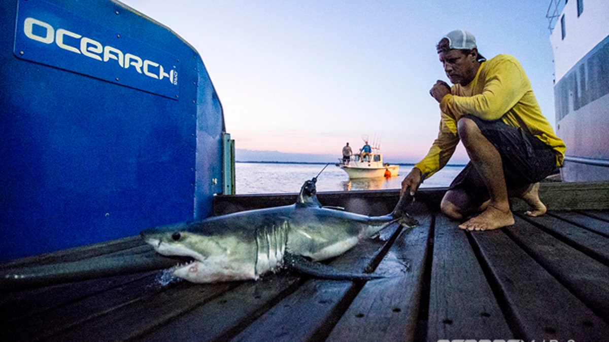 Shark Nursery 1