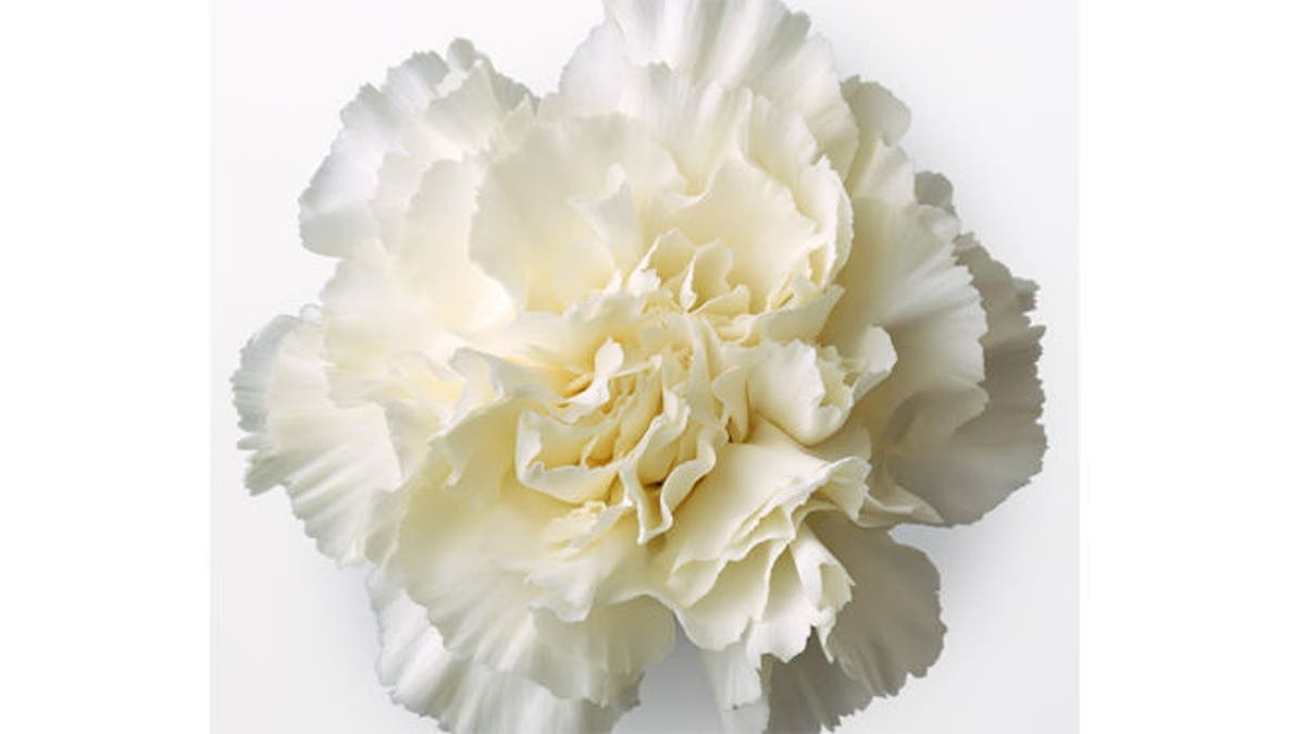 white_carnation.jpg
